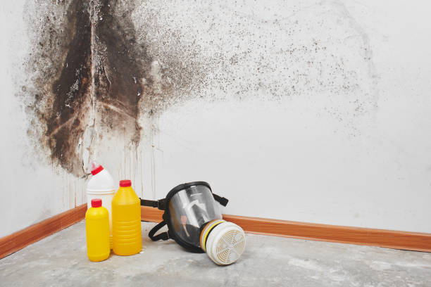 Best Mold Damage Repair  in La Blanca, TX