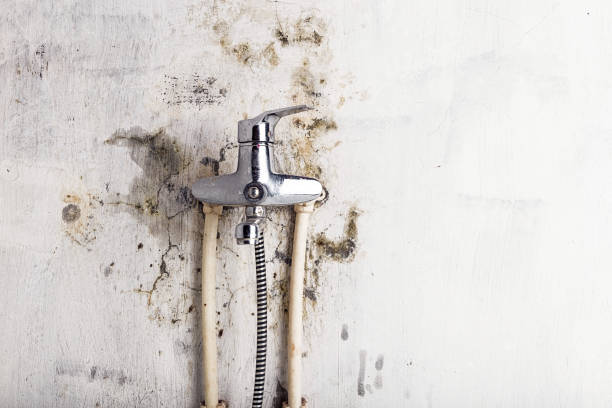 La Blanca, TX Mold Removal Company