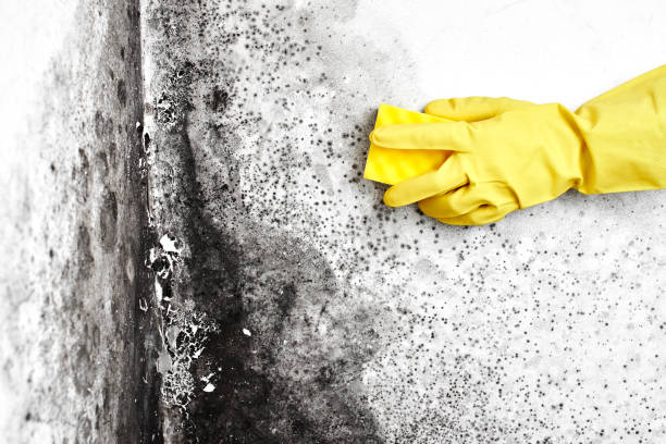 Best Emergency Mold Removal  in La Blanca, TX