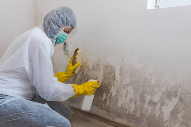 Best Professional Mold Removal  in La Blanca, TX