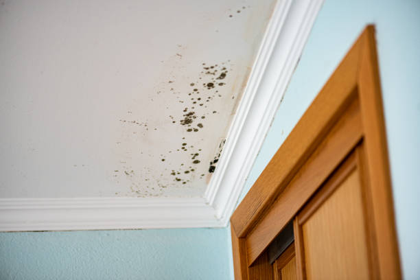 Best Mold Testing  in La Blanca, TX