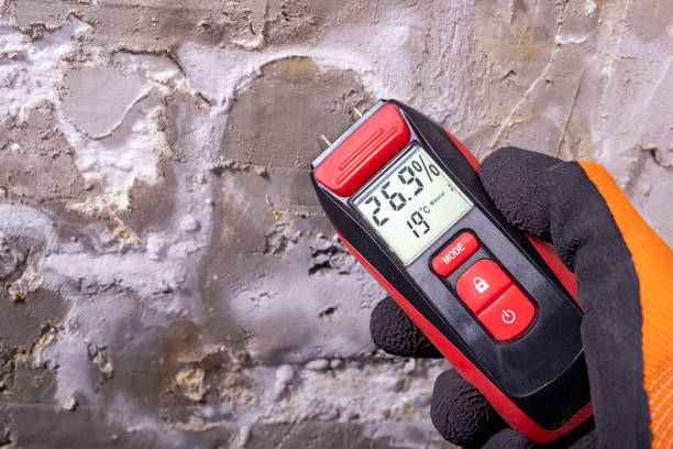 Best Attic Mold Removal  in La Blanca, TX