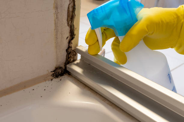 Best Mold Cleaning Services  in La Blanca, TX