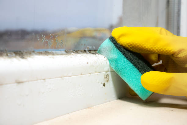 Best Certified Mold Removal  in La Blanca, TX