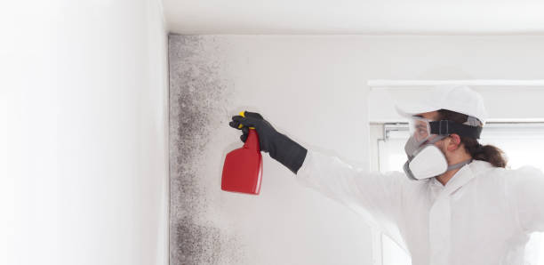 Best Home Mold Removal  in La Blanca, TX