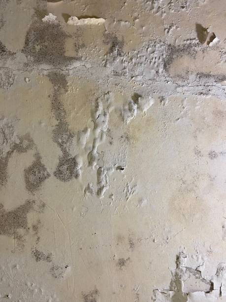 Best Fast Mold Removal  in La Blanca, TX