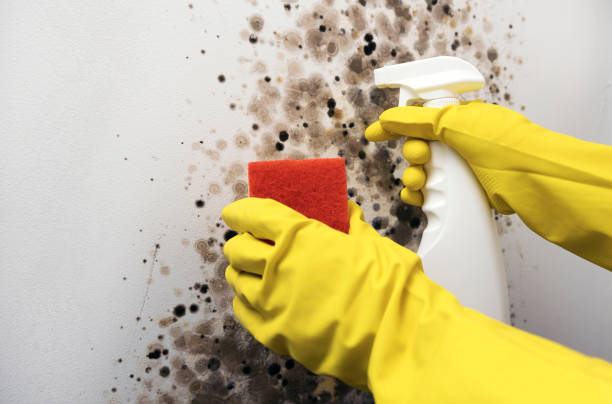 Best Professional Mold Removal  in La Blanca, TX