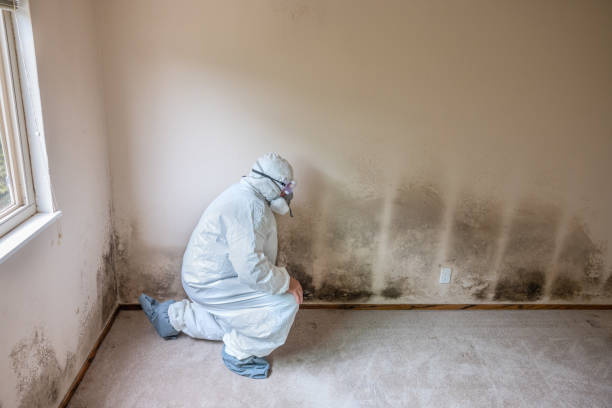 Best Toxic Mold Removal  in La Blanca, TX