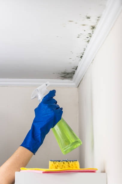 Reliable La Blanca, TX Mold Removal Solutions